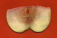 unretouched apple slice