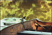 Bird on a boat